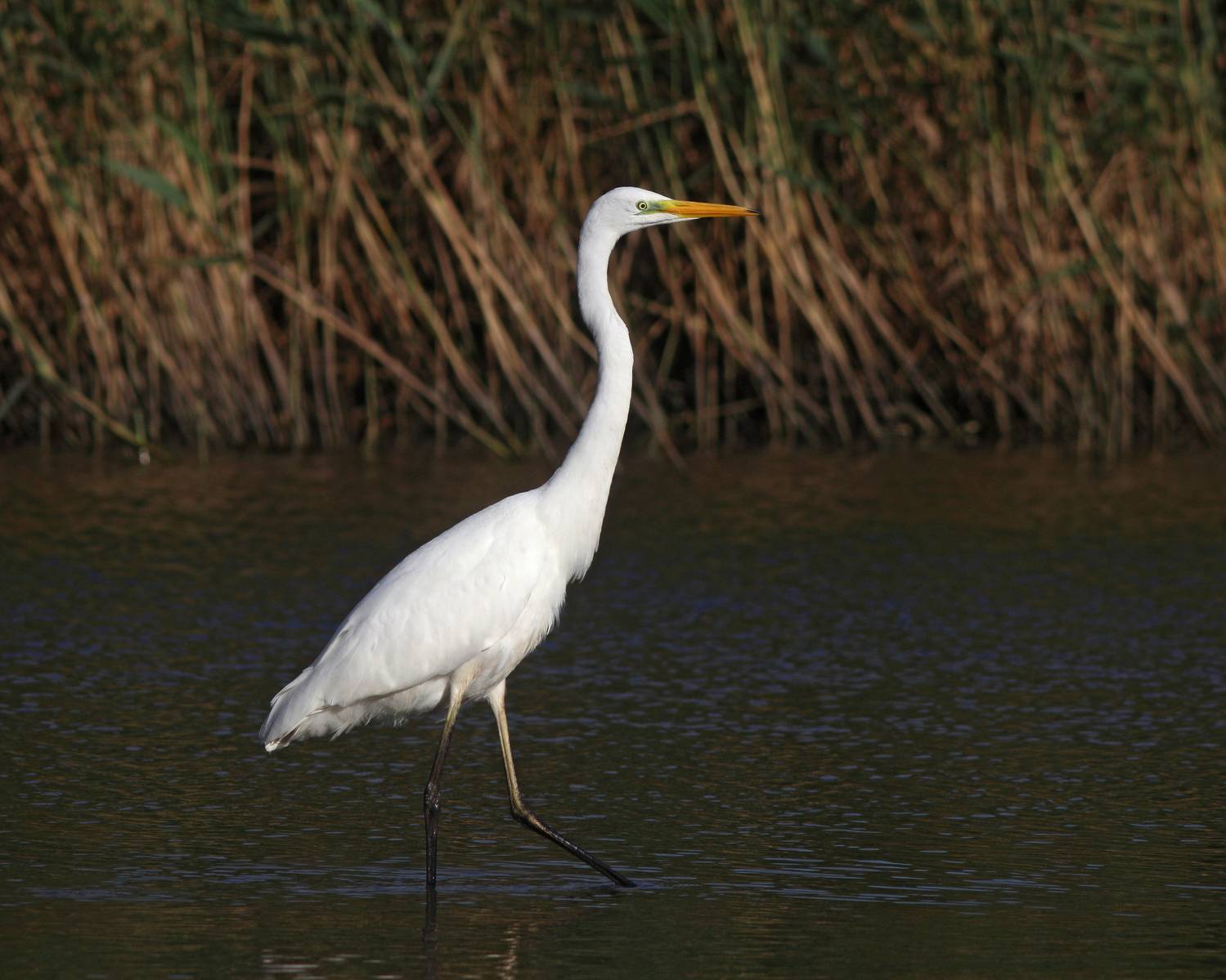 большая белая цапля, цапля, ardea alba, heron, great egret, куршский залив, куршская коса, Бондаренко Георгий