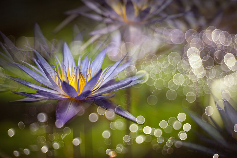 Летняя фантазия фото превью