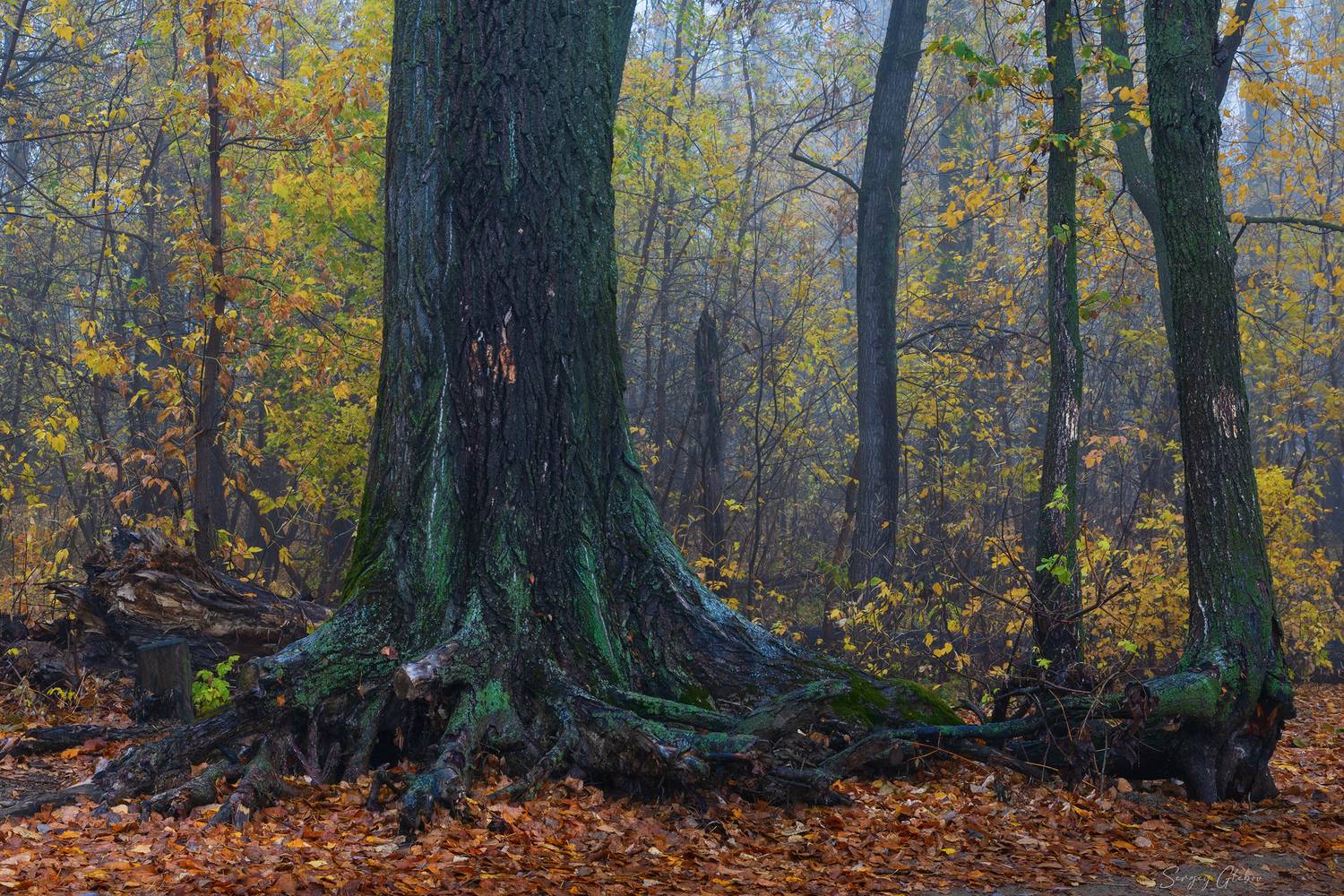 , Глебов Сергей