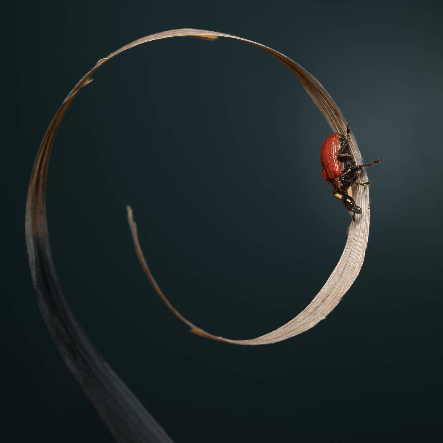 , Людмила Железнова