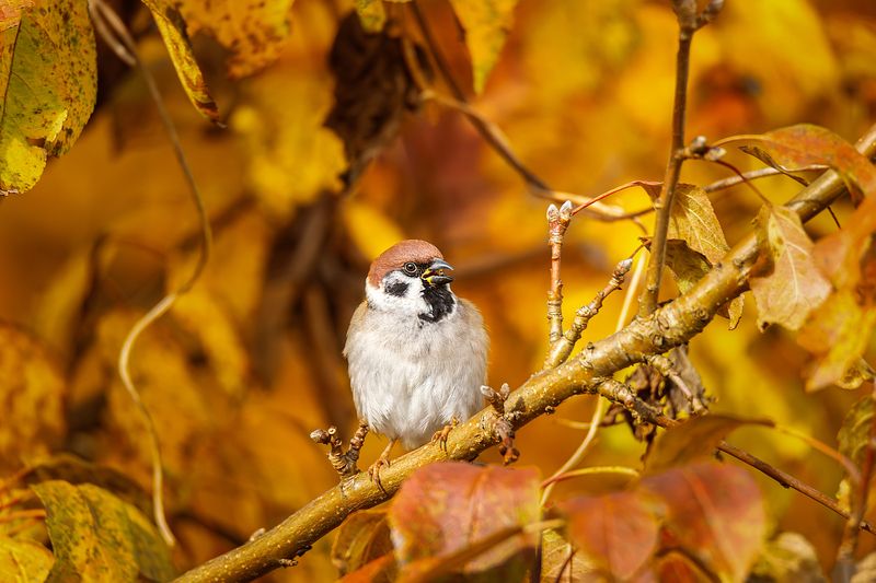 Воробей фото превью
