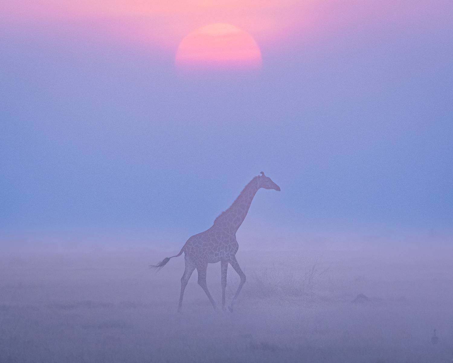 африка, жираф, кения, закат, дикая природа, минимализм, пейзаж, Дмитрий Николаев