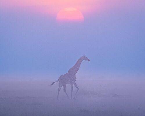 Закатный жираф.