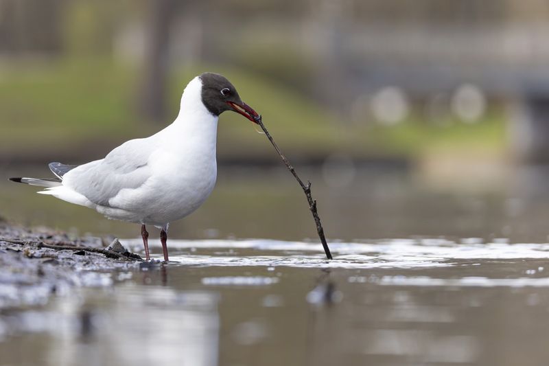 озерная чайка, рыбалка, рыбак, чайка, птицы Ловись рыбка большая и маленькая фото превью
