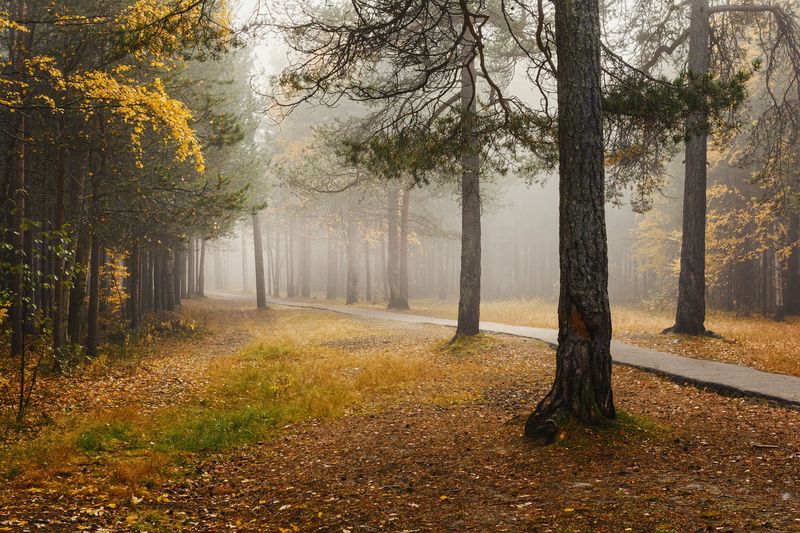 осень, сентябрь, утро, туман, парк, деревья, дорожка, трава Утро в парке фото превью