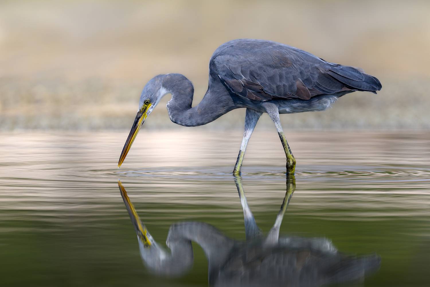 птица, фотоохота, цапля, природа, фауна, Vladimir Kulikov