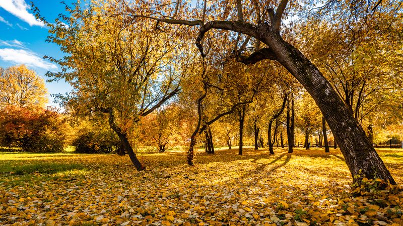 Парк, Осень, Коломенское, Листва, Москва Осень в парке фото превью