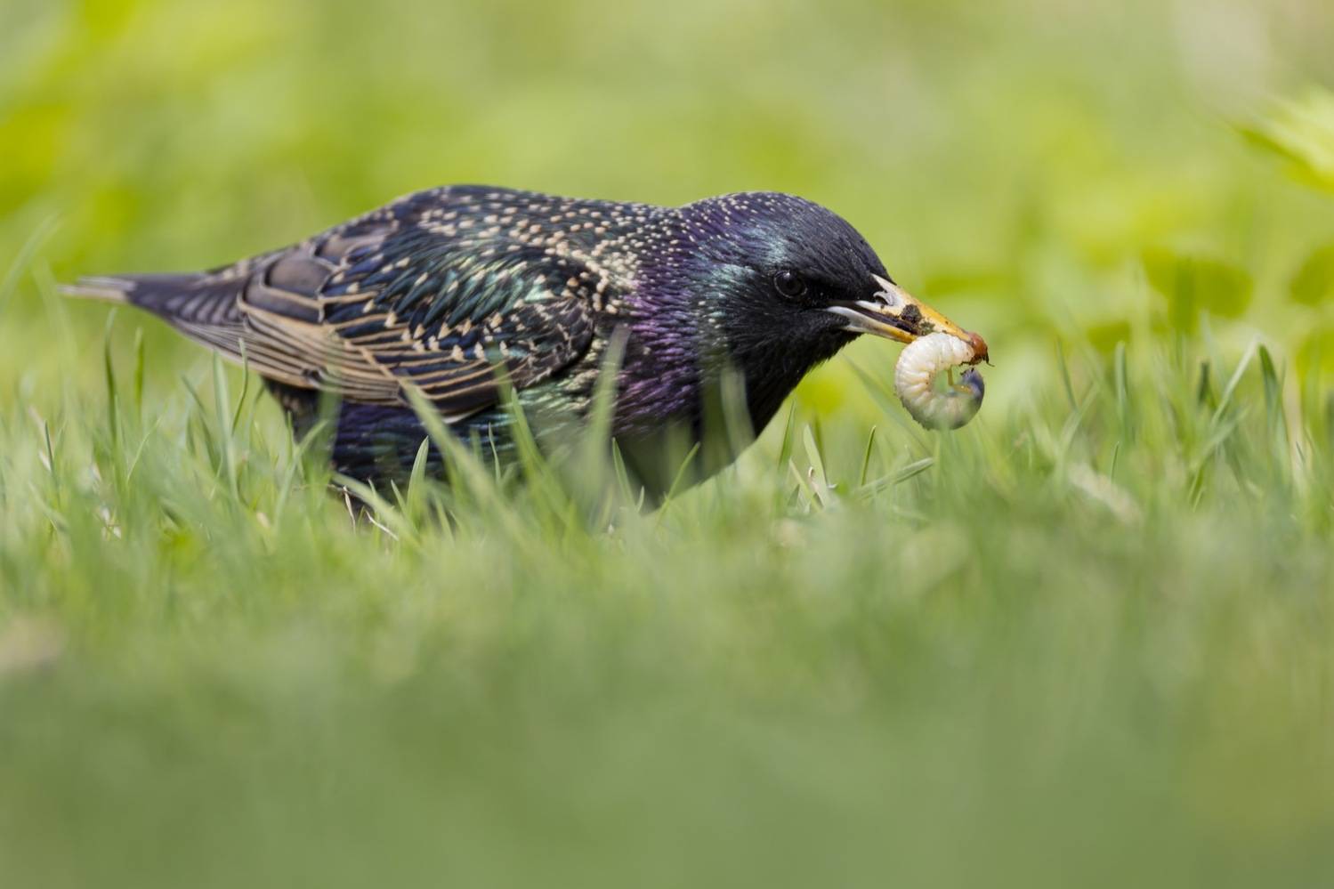 скворец, птицы, Ruslan Pl