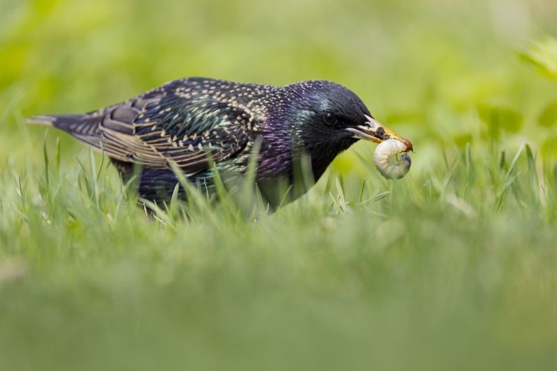скворец, птицы  фото превью
