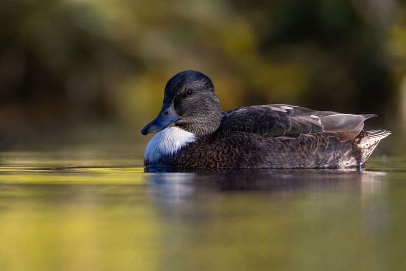 утка, кряква, птицы Кряква с нестандартным окрасом фото превью