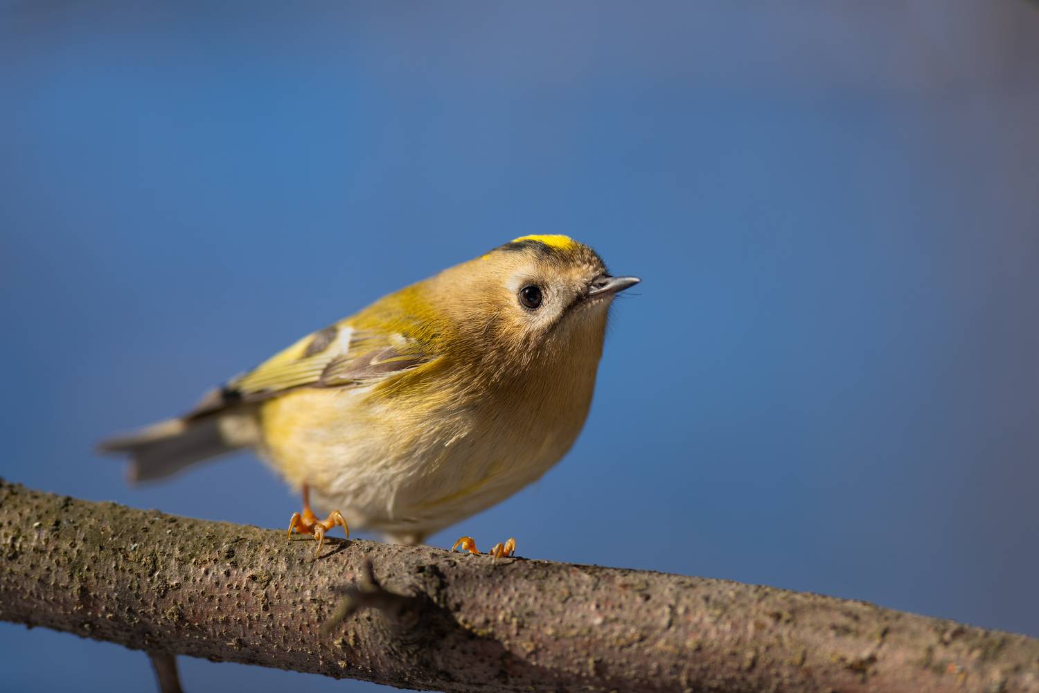 королёк, желтоголовый королёк, птица, птицы, птицы, осень, октябрь, лес, фотоохота, новосибирск, Воронов Денис