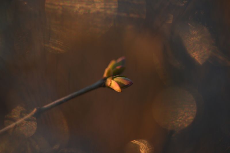 сирень, почки, весна, боке, блики, золотой Золото весны фото превью