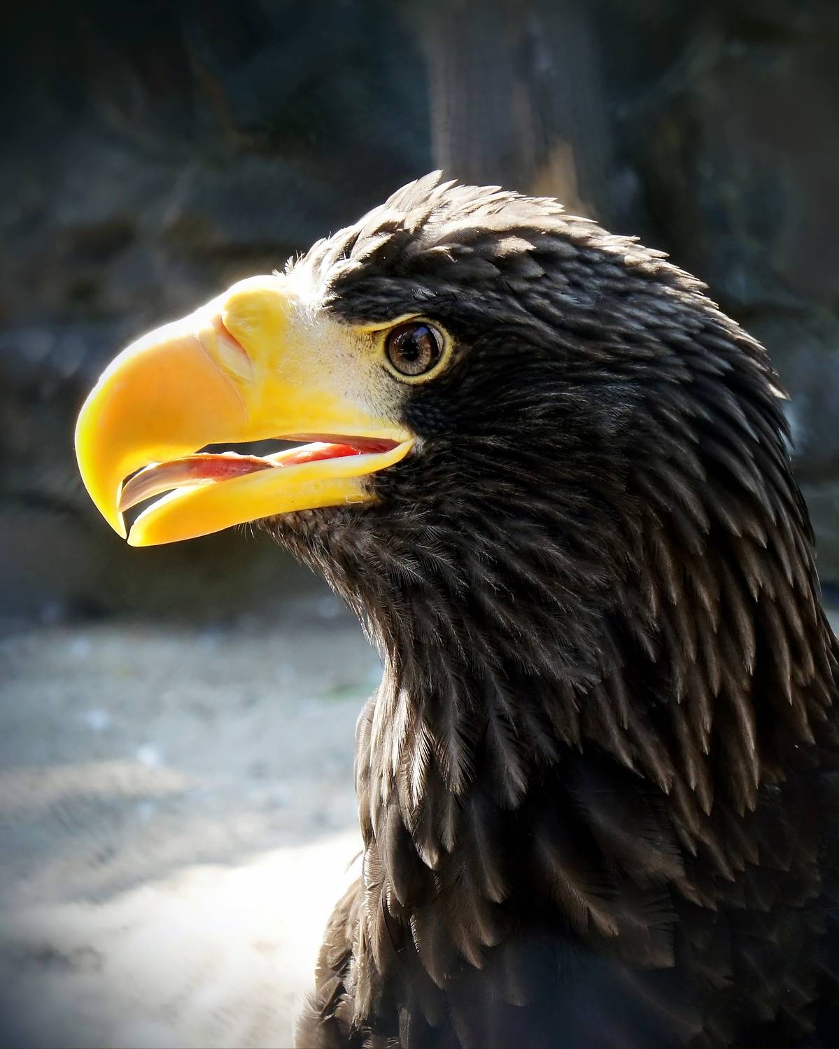 орел, птица, птицы, животные, дикие животные, настоящие птицы, хищные, орлан белоплечий,,  Людмила