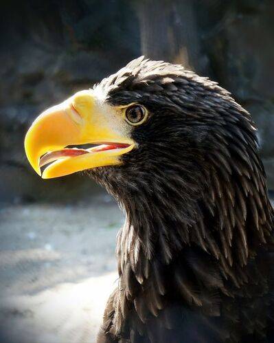 Орлан белоплечий.