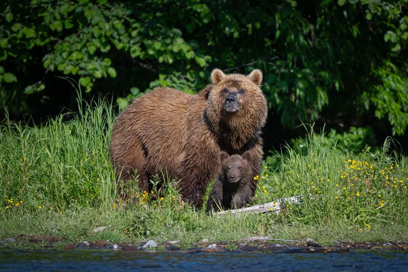 Медвежонок, медведица, Камчатка, хищники, звери, медведи, семья Под маминой защитой фото превью