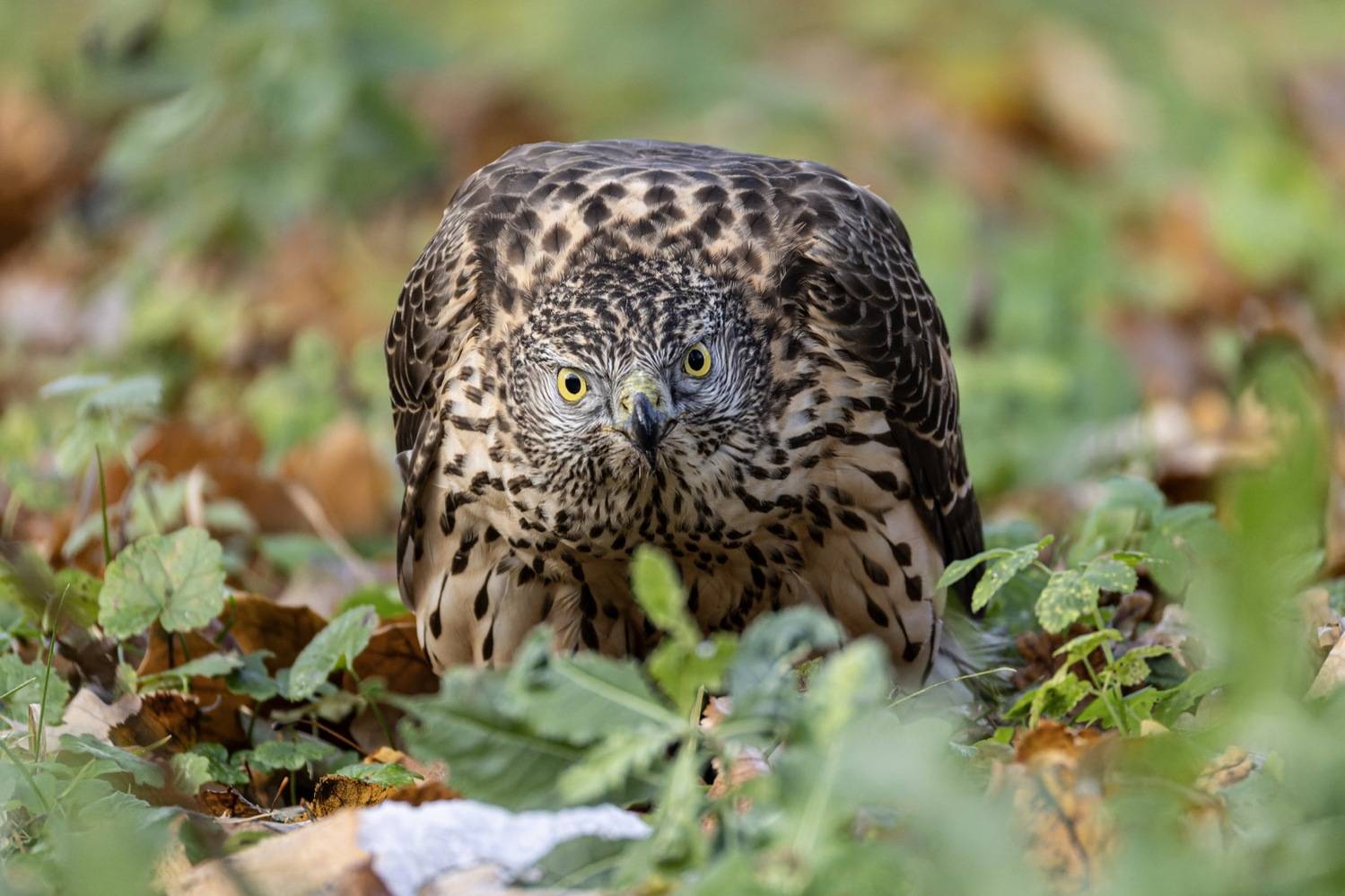 ястреб тетеревятник, ястреб, тетеревятник, птицы, ястреб-тетеревятник, хищники, хищная птица. hawk, birds, goshawk, Ruslan Pl