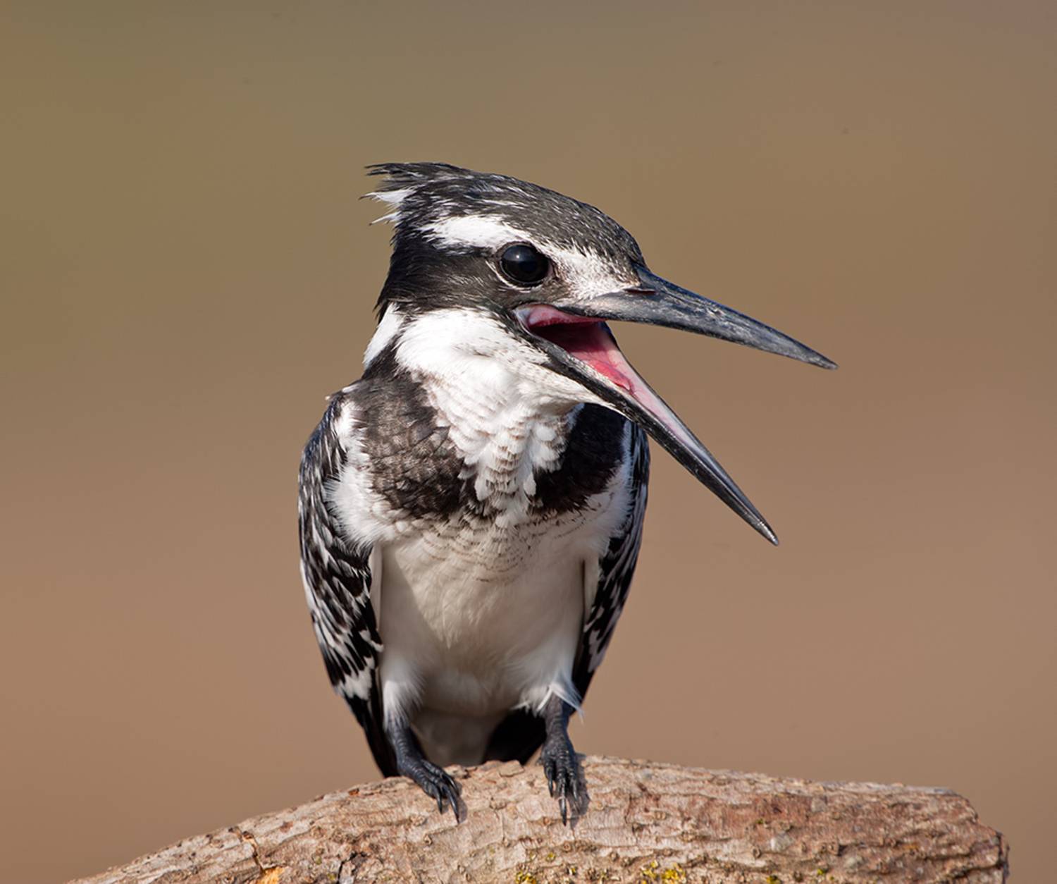 pied kingfisher,  малый пегий зимородок, зимородок,kingfisher, israel,израиль, Etkind Elizabeth
