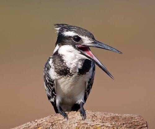 Pied Kingfisher - Малый пегий зимородок