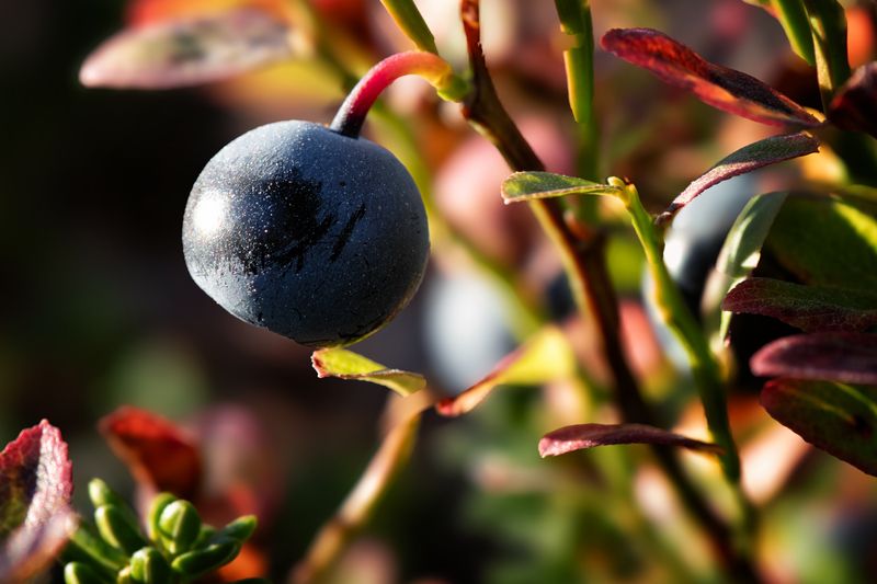 Разноцветье осенней тундры фото превью