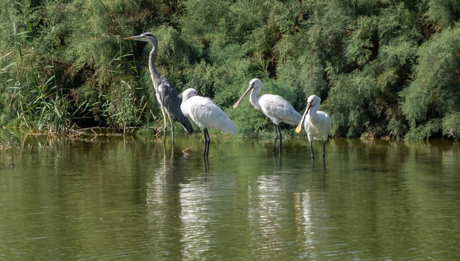 , Vladimir Bragilevsky