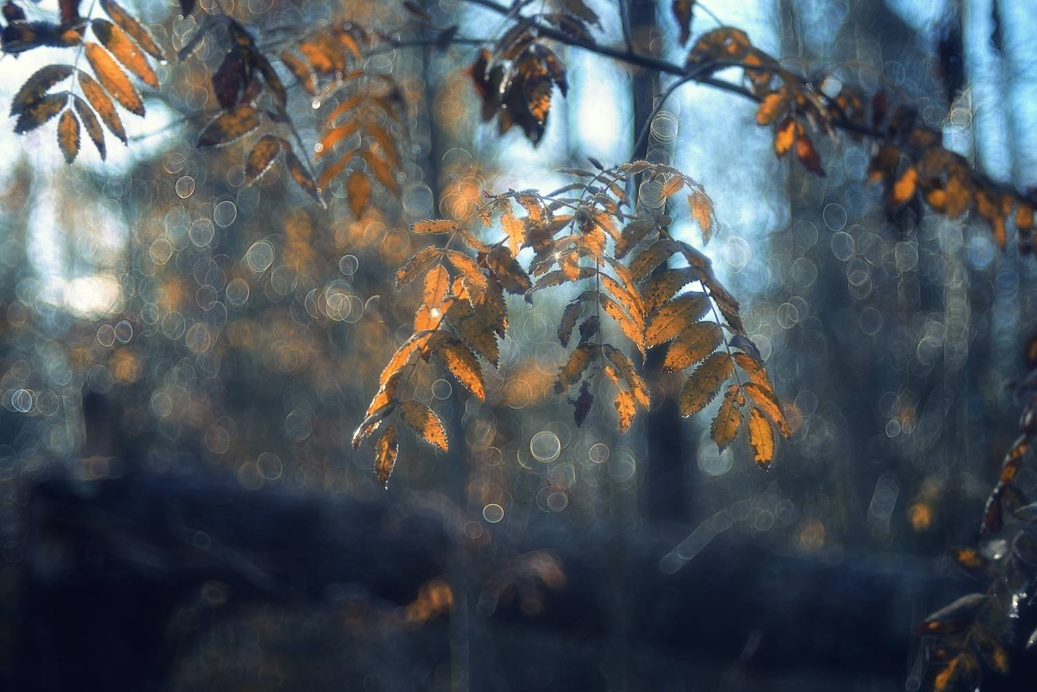 осень,природа,листья,лес,рябина,гелиос 77м-4, Наталия К