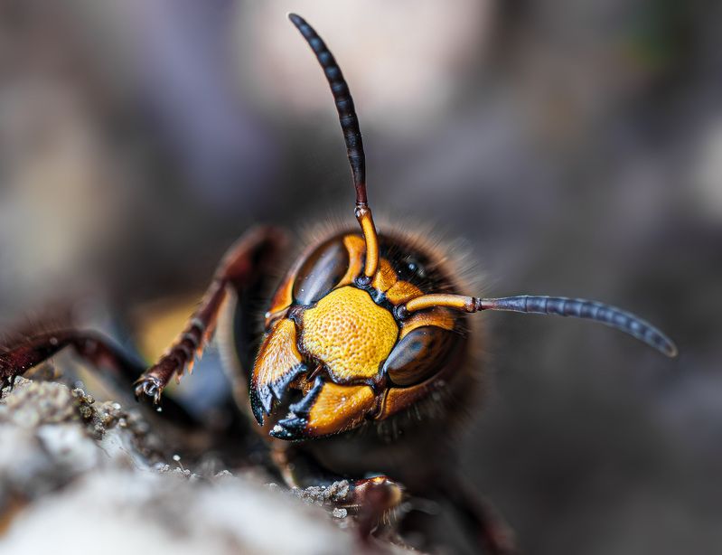 Страж фото превью