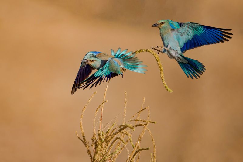 Eurasian Rollers фото превью