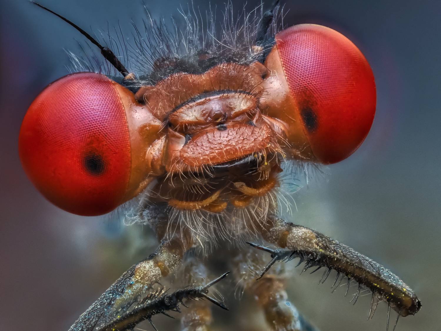 , Олег Савицкий