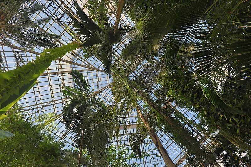 пальмы оранжерея Под стеклом. фото превью