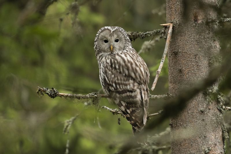 Long-tailed owl фото превью