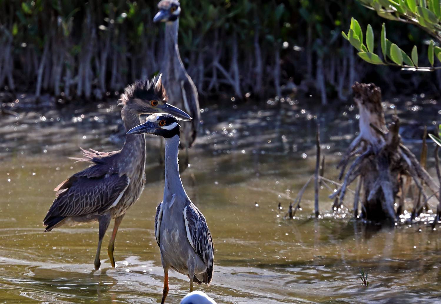, Дмитрий Елисеев