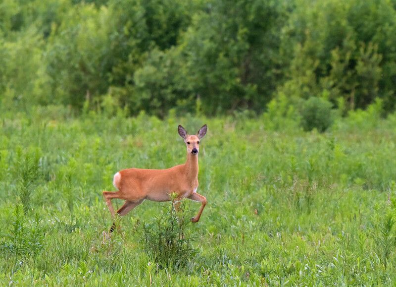 Лесная грация фото превью