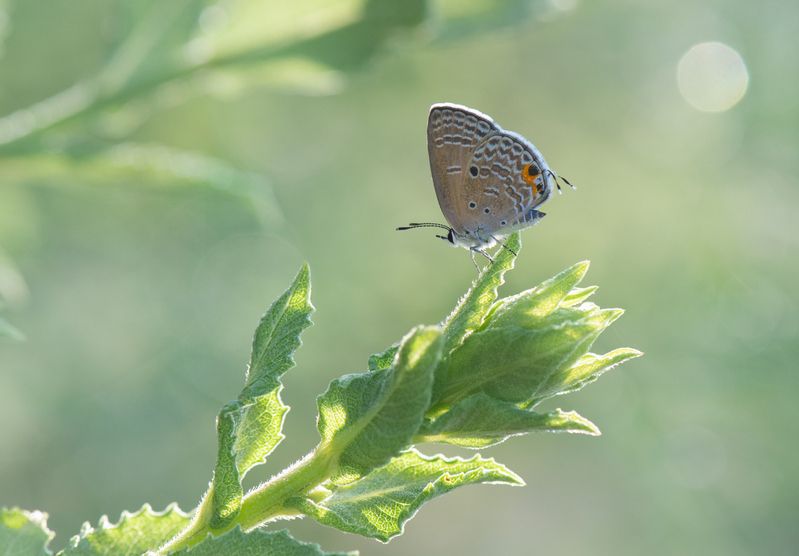 *** фото превью