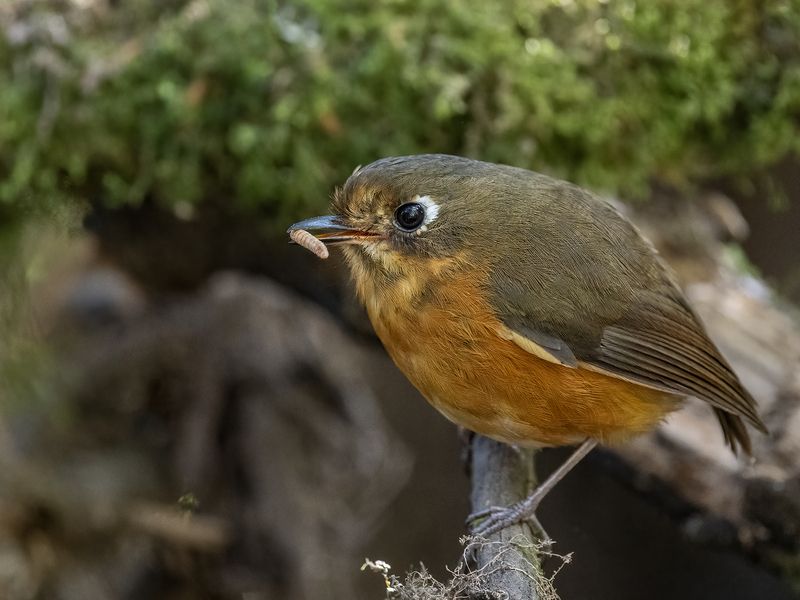 Leymebamba Antpitta фото превью