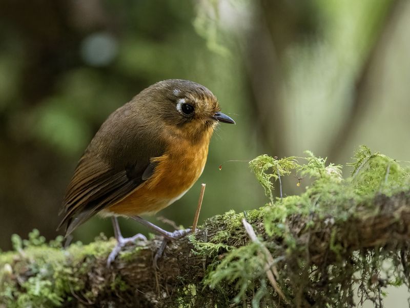 Leymebamba Antpitta фото превью