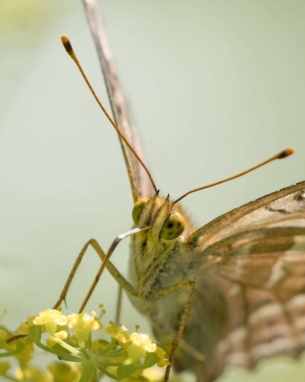 лето, бабочки, перламутровка, насекомые, Лапин Сергей