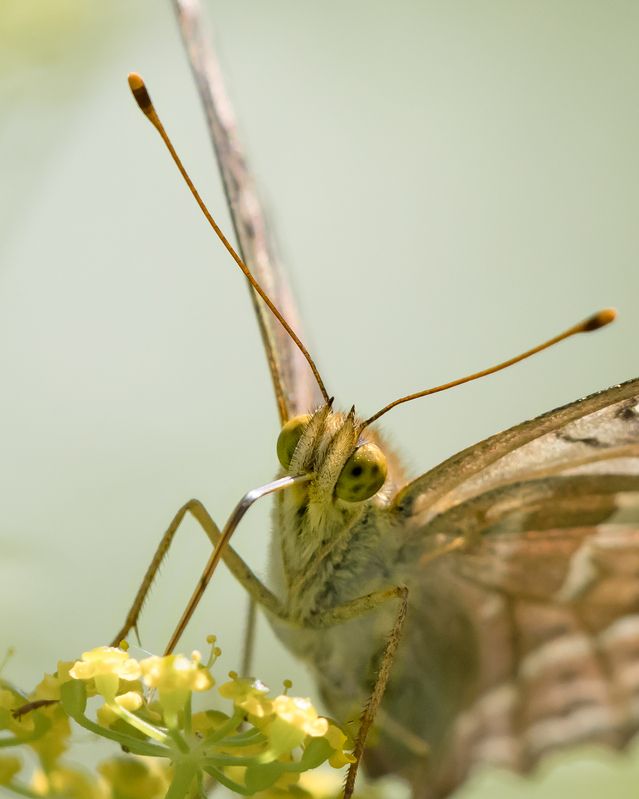 Портрет фото превью
