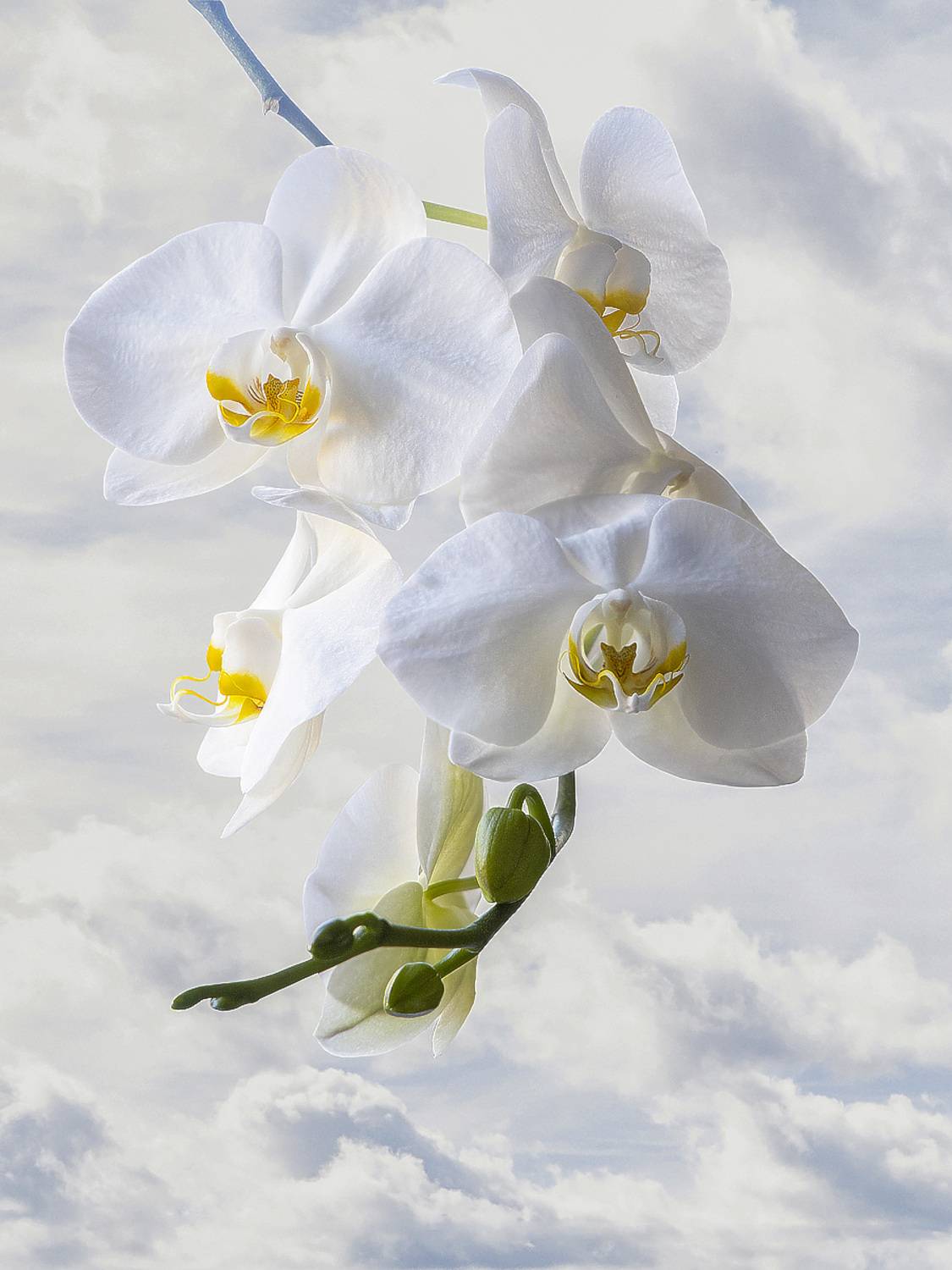 цветы, макро, орхидеи, Приходько Ирина