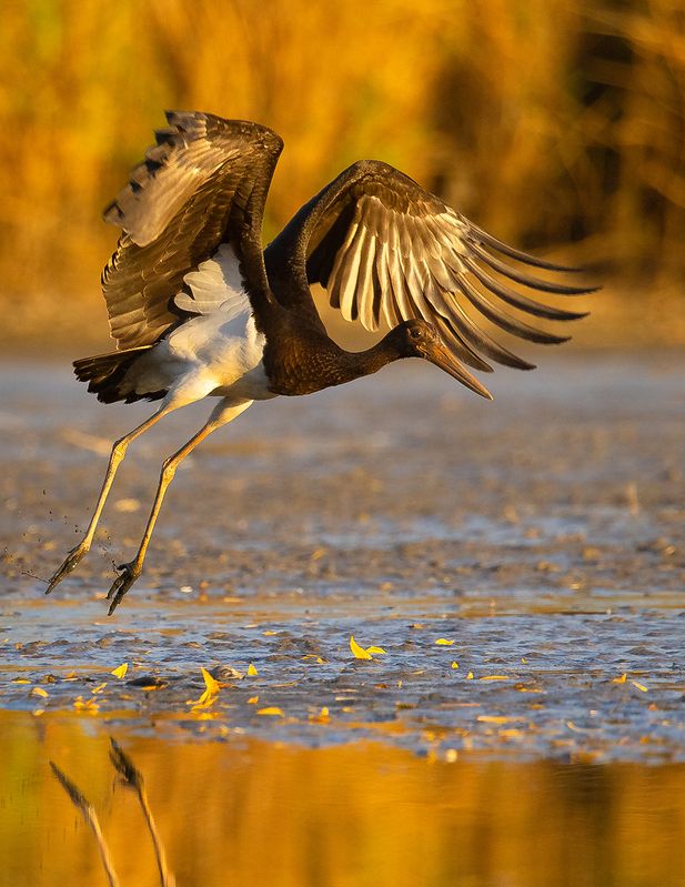 Black stork фото превью