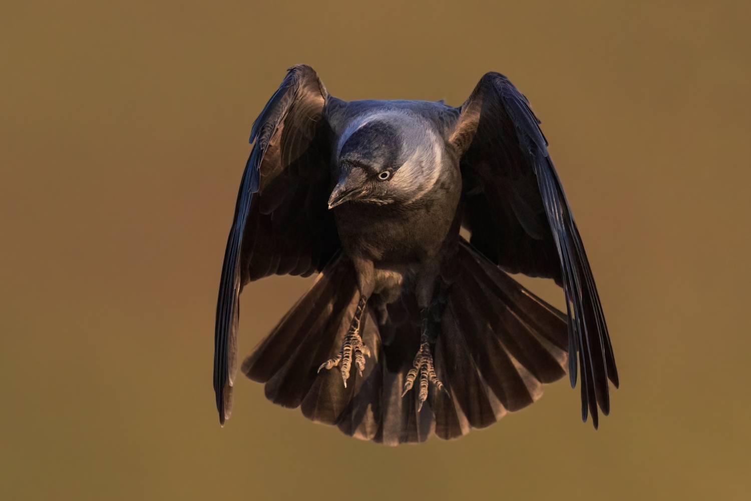 , Фруман Евгений