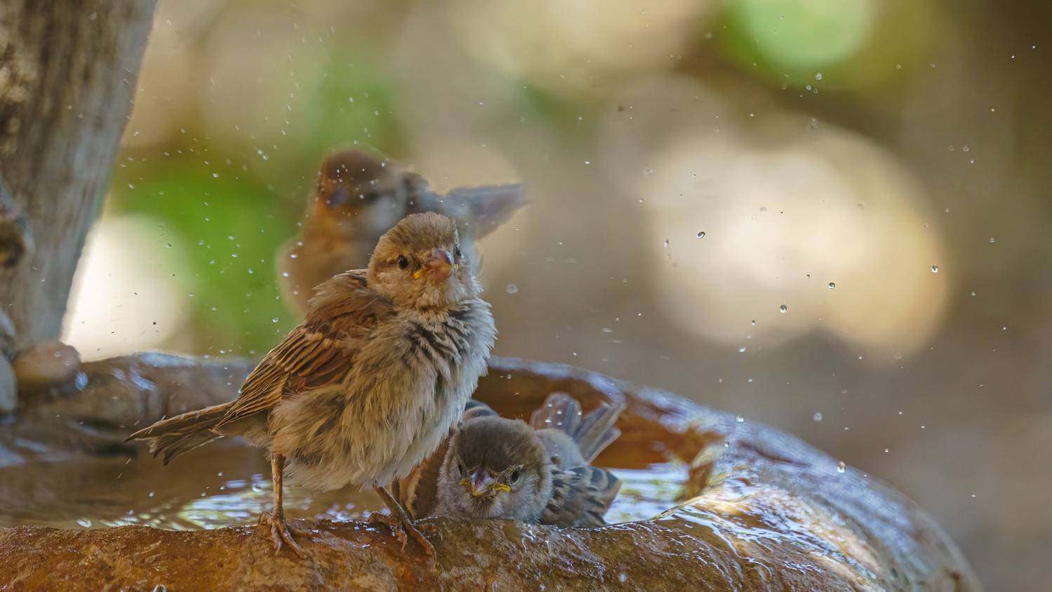 , Шварцман Евгений