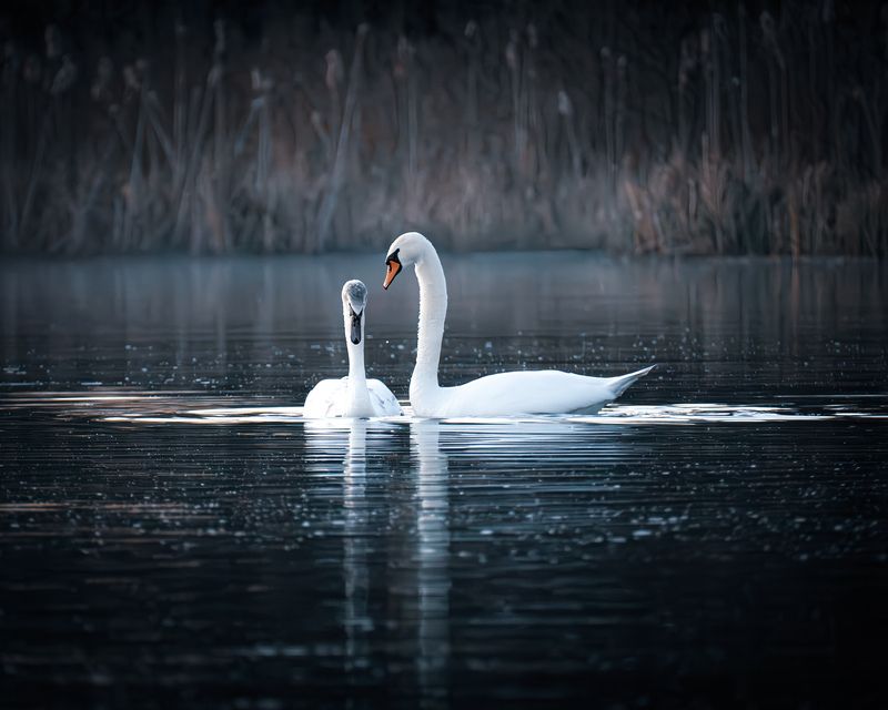 Лебеди весна Псковская область Изборск  Виноват. Исправлюсь.  фото превью