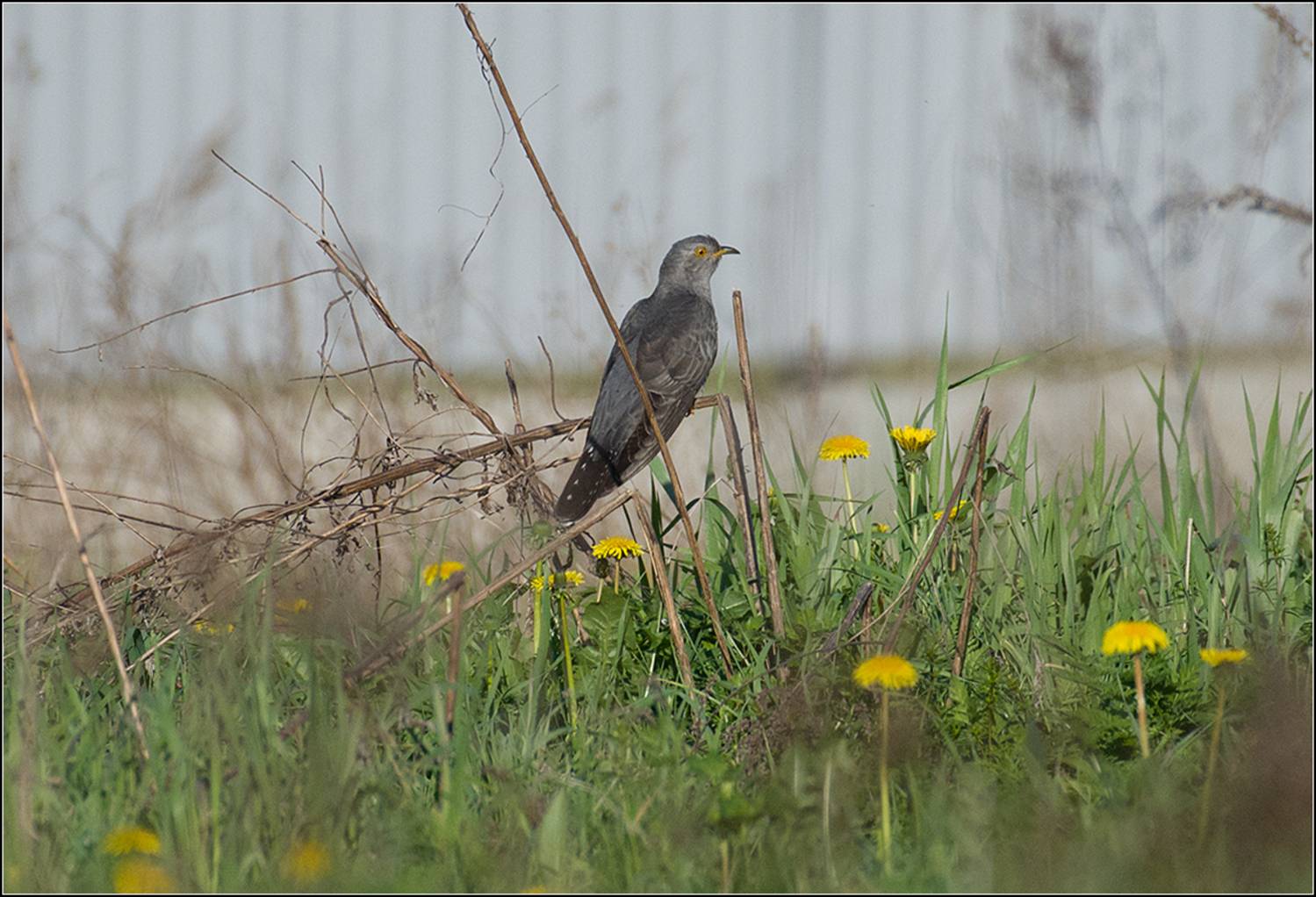 москва, лето, парк, кукушка, АНАТОЛИЙ ДОВЫДЕНКО