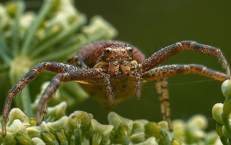 ... фото превью