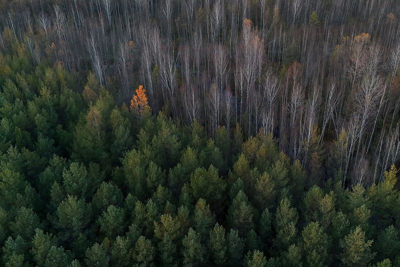 осень, фото, эстония, природа Осень знает, как быть особенной... фото превью