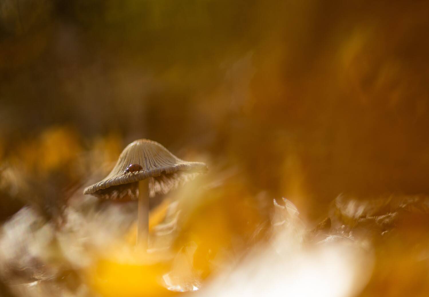 , Викулов Николай