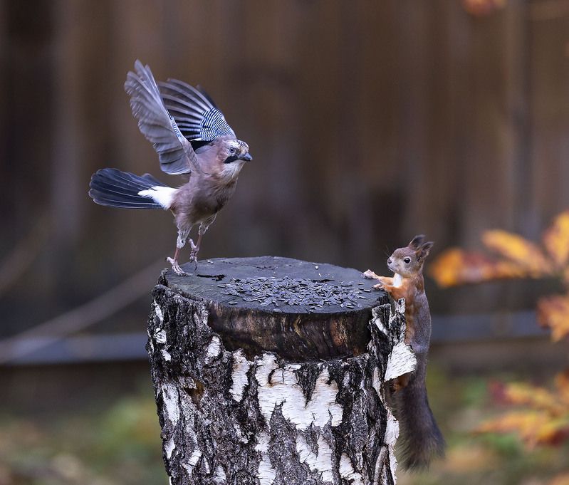 сойка, белка, встреча, лес, природа, squirrel,bird, forest, nature Лесная встреча фото превью