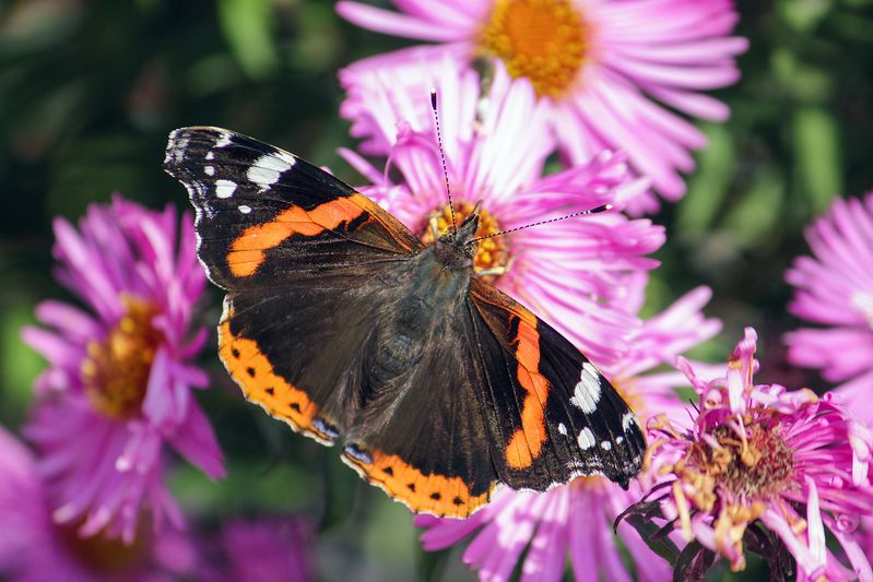 Vanessa atalanta фото превью