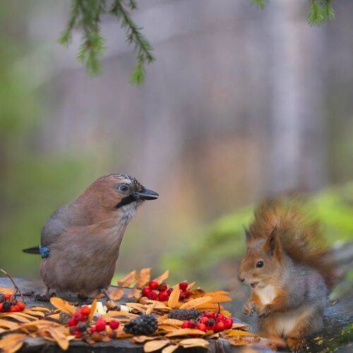 Сойка с белочкой в Осеннем лесу.