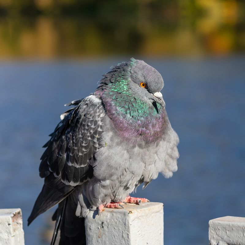 голуби, утки, птицы, осень, вода,  фото превью